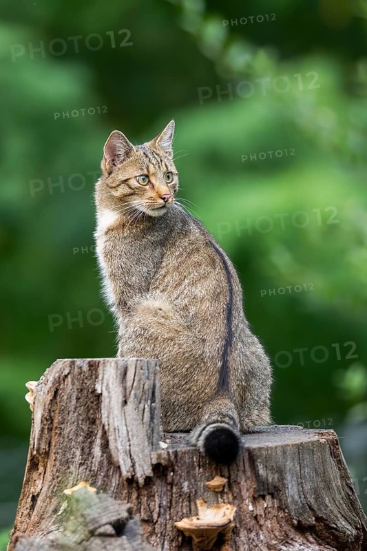 European wildcat (Felis silvestris silvestris) on an old tree trunk, Hesse, Germany