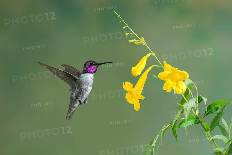 Costa's Hummingbird (Calypte costae) male feeding on flower nectar, Arizona, USA