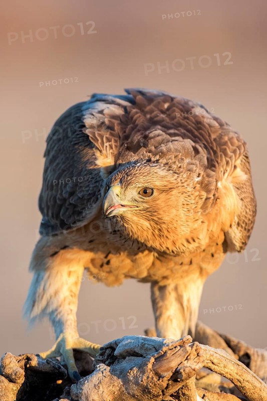 Bonelli's Eagle (Aquila fasciata) juvenile, Castile-La Mancha, Spain