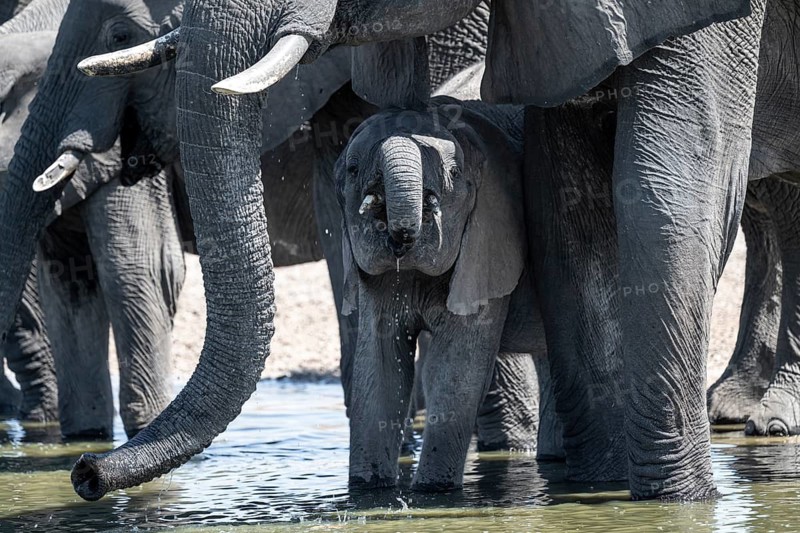 Herd of elephants at a waterhole, African elephant (Loxodonta africana), Savuti, Chobe National Park, Botswana