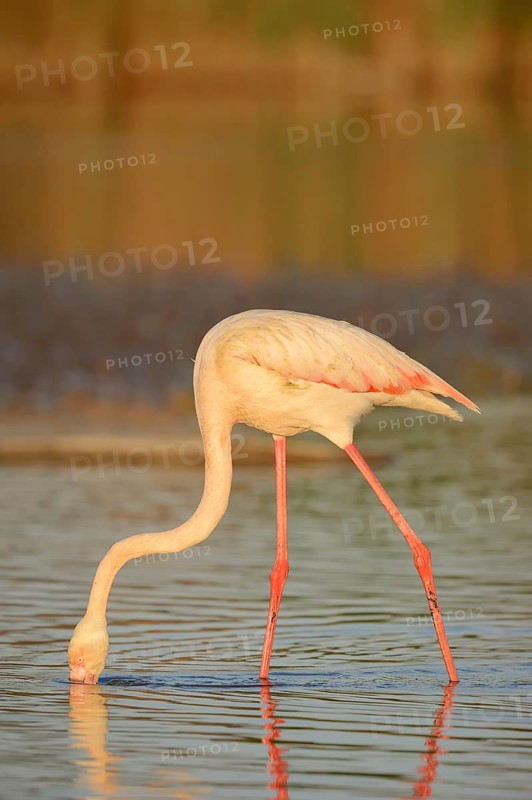 Greater flamingo (Phoenicopterus roseus) foraging, Camargue, Provence, southern France