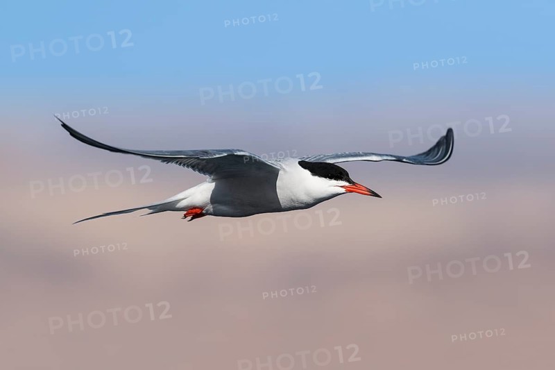 Common Tern (Sterna hirundo) flying, Eilat, Israel
