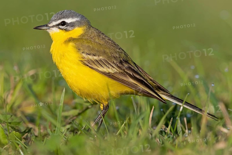 Wiesenschafstelze, Schafstelze, Blue-headed Yellow Wagtail, Motacilla flava flava, Bergeronnette printanière, Lavandera Boyera