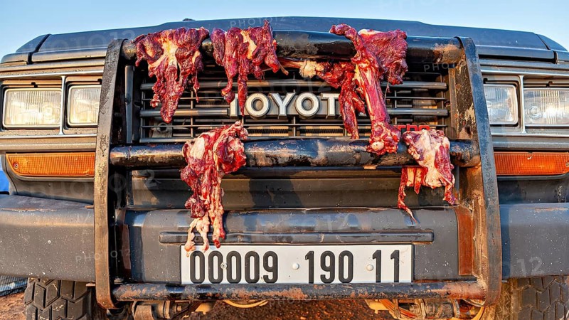 An off-road vehicle with raw meat on the bumper in the wilderness under the sunshine, meat hung to dry on the radiator grille of a car