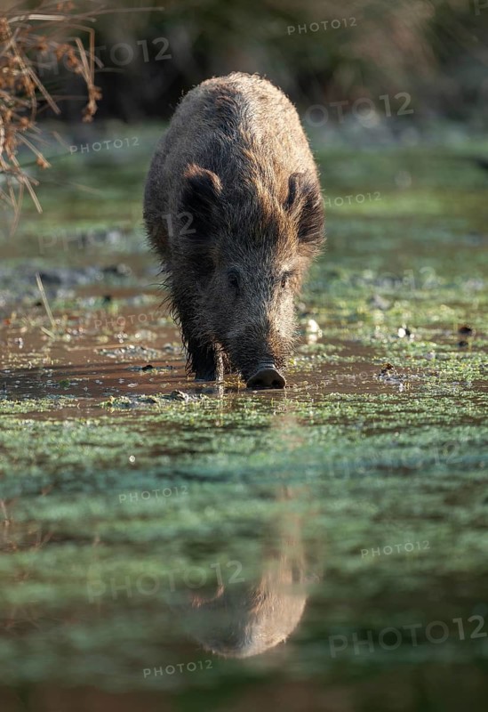 Wild boar, wild boar (Sus scrofa) standing in a pond, Germany
