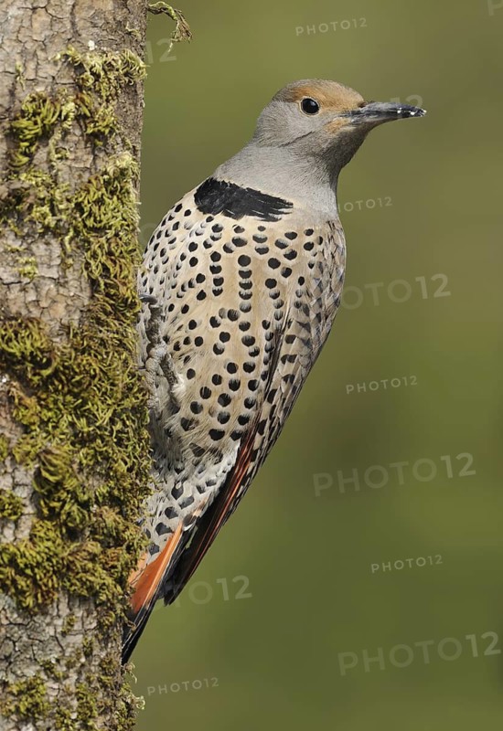 Northern Flicker (Colaptes auratus), British Columbia, Canada