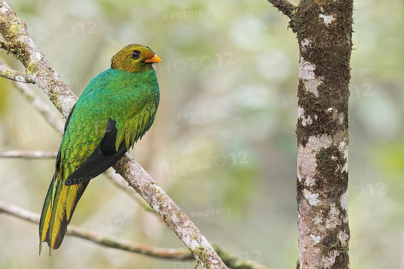 Golden-headed Quetzal (Pharomachrus auriceps) perched on a branch in Colombia, South America