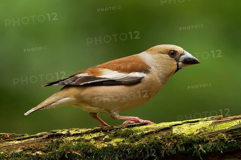 Hawfinch (Coccothraustes coccothraustes) female, Utrecht, Netherlands