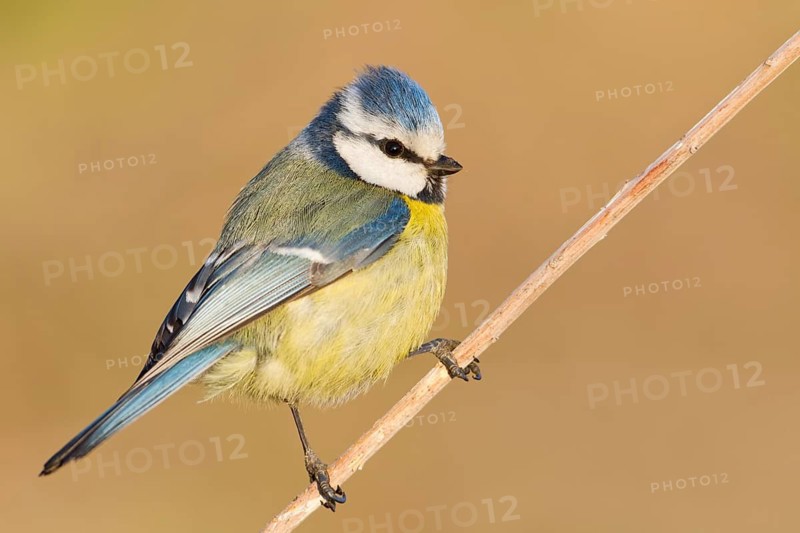 Eurasian Blue Tit (Cyanistes caeruleus), Baden-Wuerttemberg, Germany