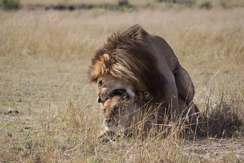African Lion (Panthera leo) male and female mating, Masai Mara, Kenya