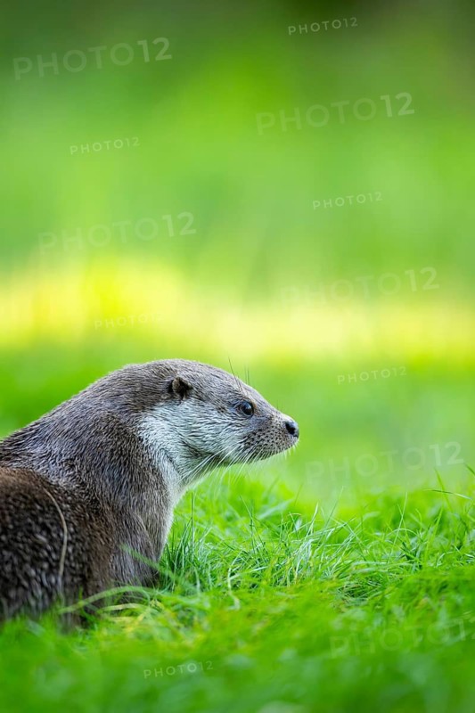 Eurasian otter (Lutra lutra) on a meadow, Hesse, Germany