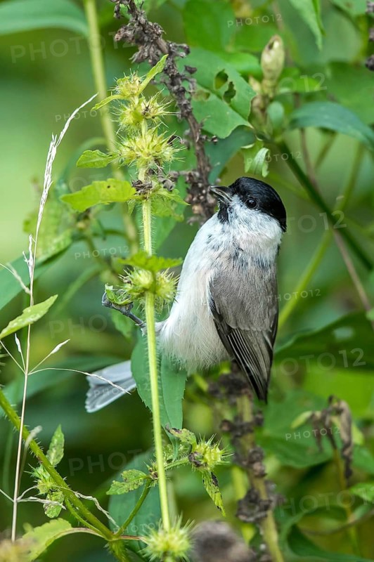 Marsh Tit (Poecile palustris) collecting common hemp-nettle (Galeopsis tetrahit) seeds, Mecklenburg-Western Pomerania, Germany