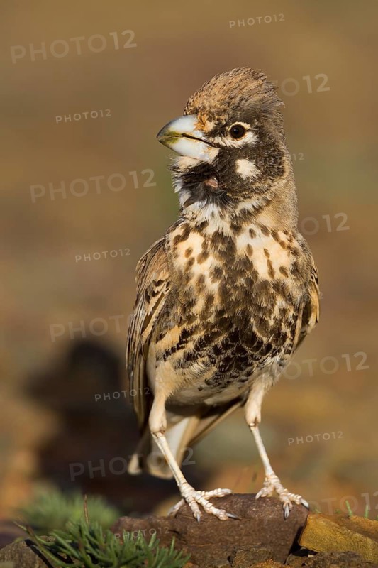 Thick-billed Lark - Knackerlerche - Rhamphocory clotbey, Morocco, male