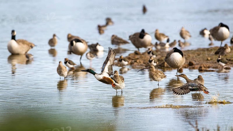 Northern Shoveler, Spatula clypeata, birds in flight over marshes