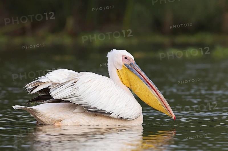 Great White Pelican (Pelecanus onocrotalus), Lake Naivasha, Kenya