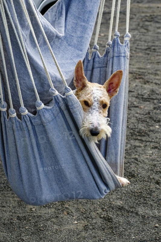 A dog sits in a hanging mat, Spain