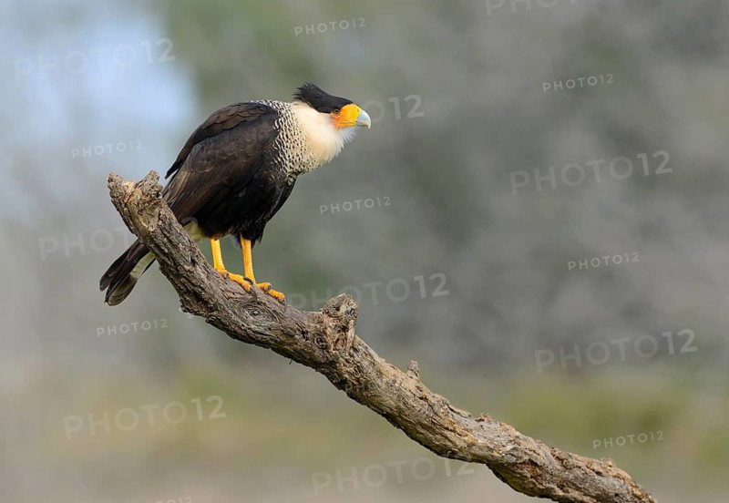 Crested Caracara (Caracara cheriway)