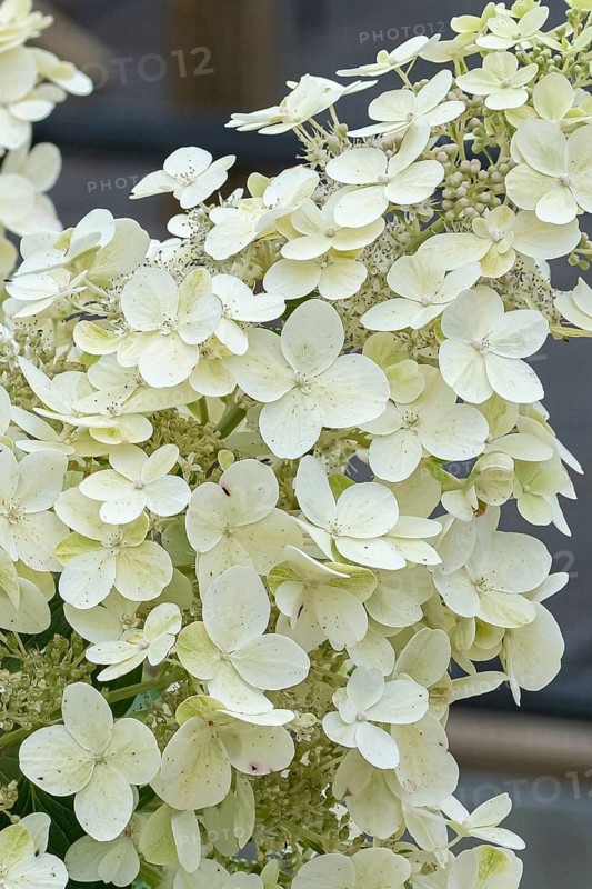 Panicle hydrangea (Hydrangea paniculata 'Savill Lace'), RHS Bridgewater, Great Britain