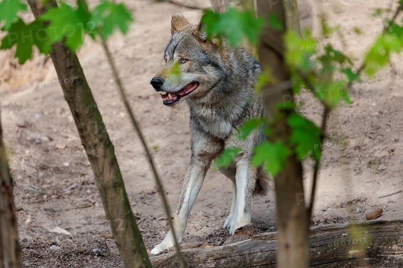 A Eurasian gray wolf (Canis lupus lupus) stands partially hidden behind green leaves on dry forest floor. Transylvania, Romania
