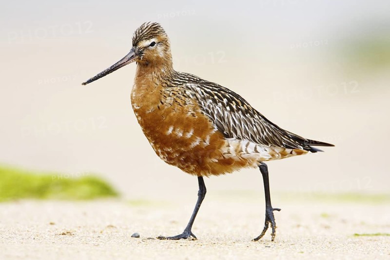 Bar-tailed Godwit (Limosa lapponica), Asturias, Spain
