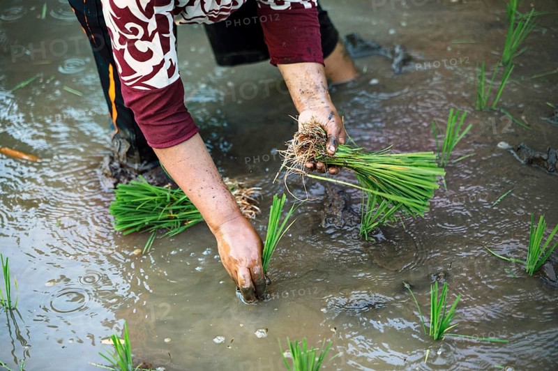 A close-up of a farmer planting rice seedlings in a muddy field in Indonesia. The image captures the essence of traditional rice farming, showcasing hands immersed in water
