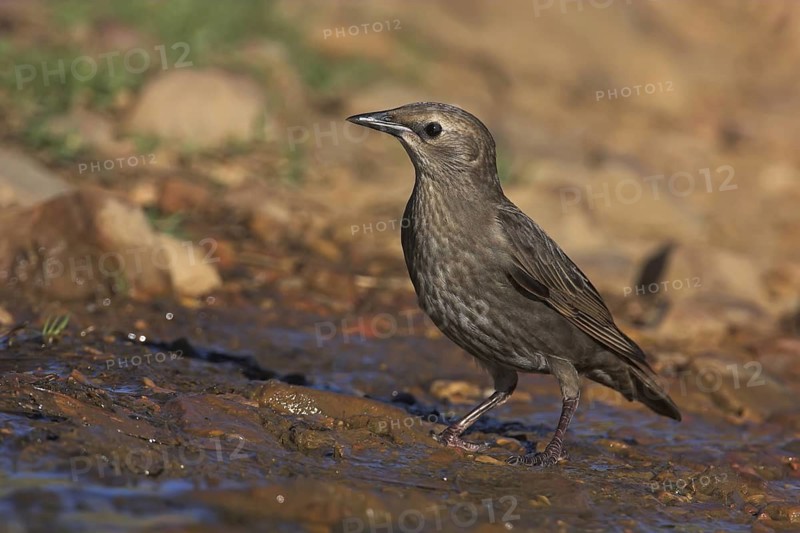 Spotless Starling (Sturnus unicolor), Extremadura, Spain