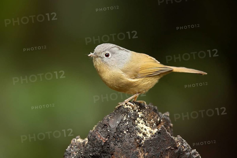 Grey-cheeked Fulvetta (Alcippe morrisonia), Yunnan, China