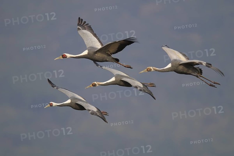 White-naped Crane (Antigone vipio) flying, Arasaki, Japan