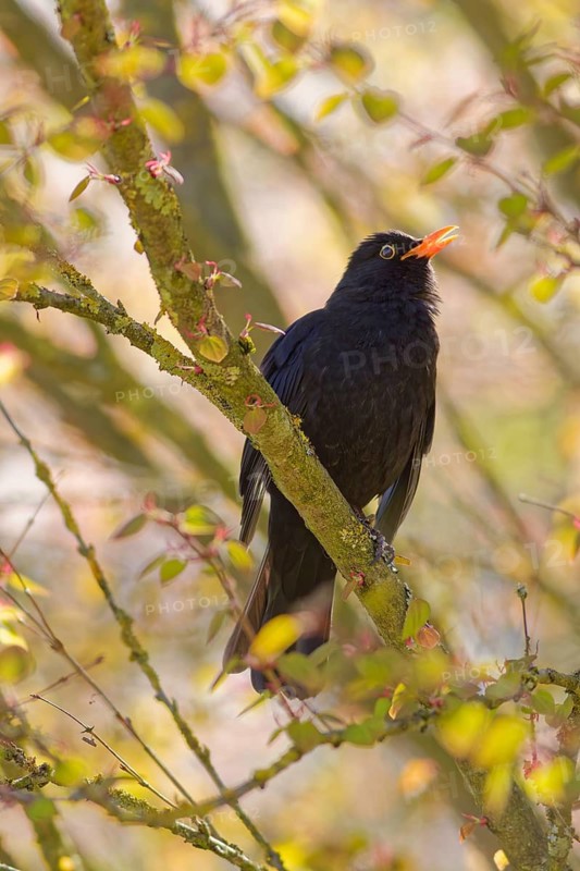 Male common blackbird (Turdus merula) singing on tree branch in spring sunlight, Bad Salzschlirf, Germany