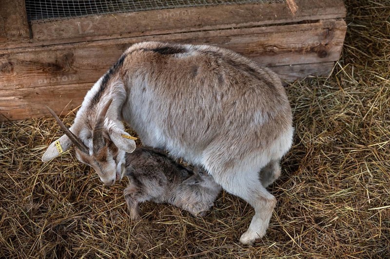 Goat lamb (Capra aegagrus hircus) suckling with its mother, Untertrubach, Upper Franconia, Bavaria, Germany