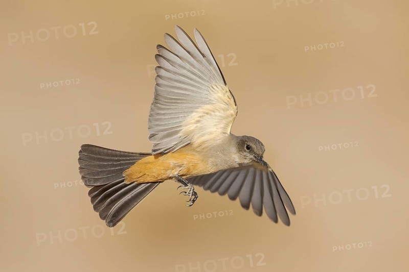 Say's Phoebe (Sayornis saya) flying, California, USA