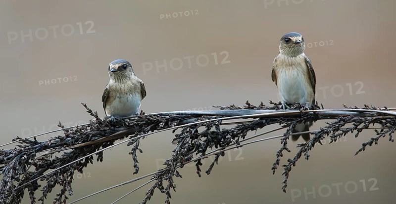 Tree Martin (Petrochelidon nigricans) perched on a branch, Victoria, Australia