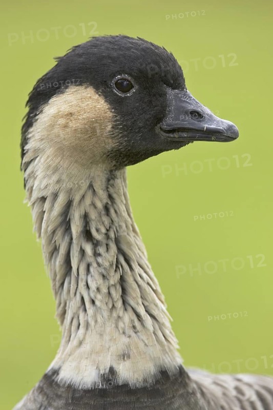Nene (Branta sandvicensis), Hawaii, USA