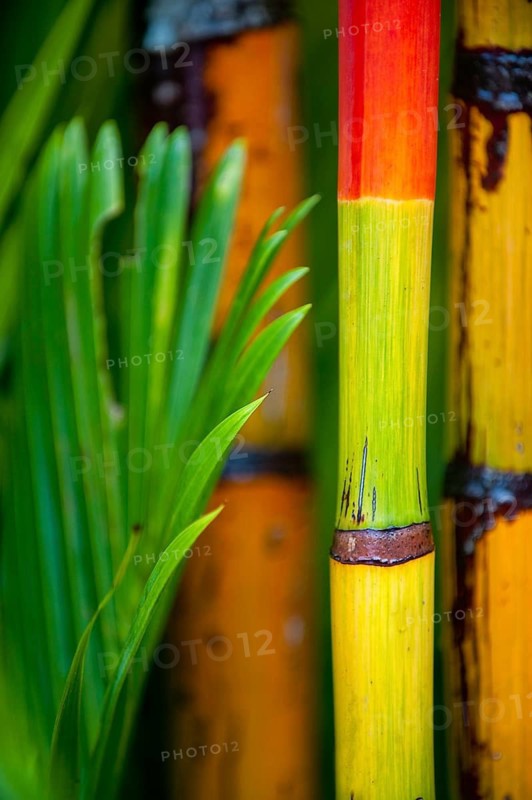 Coloured, colourful, colourful bamboo, plant, flora, decoration, detail, trunk, vegetation, Australia