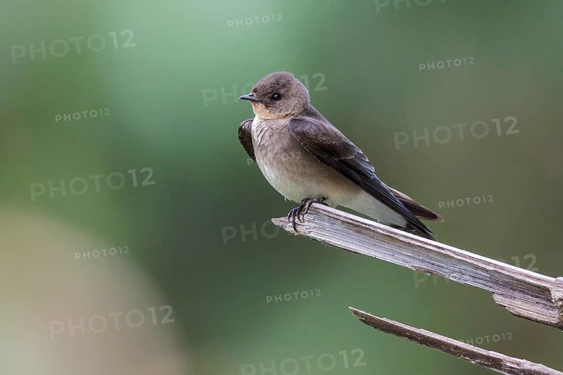Southern Rough-winged Swallow (Stelgidopteryx reficollis) perched on a branch in Manu National Park, Peru