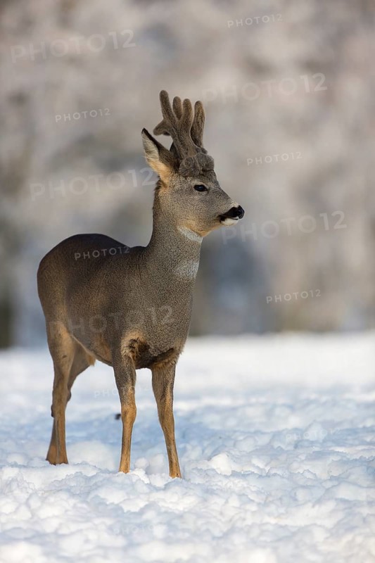 One male Roe Deer, (Capreolus capreolus), walking over a snowy meadow. Snow covered trees in the background