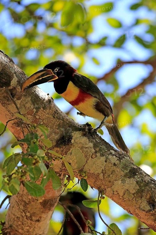 Brown-eared Aracari (Pteroglossus castanotis), adult, on tree, Pantanal, Mato Grosso, Brazil, South America