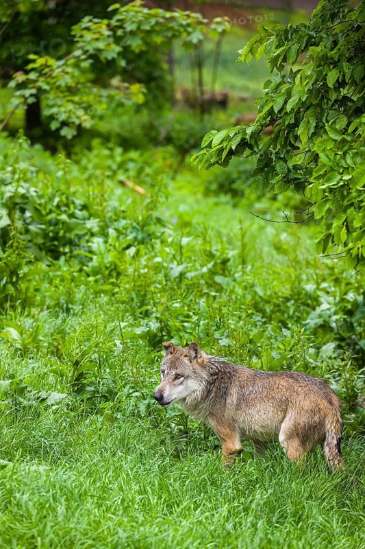 One eurasian gray wolf (Canis lupus lupus) stands on a green meadow in an open forest