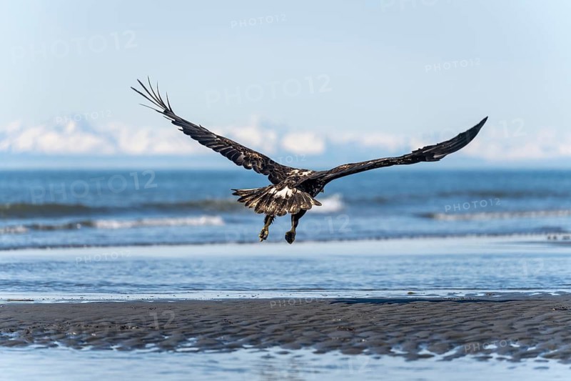 Bald eagle (Haliaeetus leucocephalus) in flight, Anchor Point at Cook Inlet, white mountain peaks of the Aleutian chain in the background, Anchor River State Recreation Area, Alaska, USA