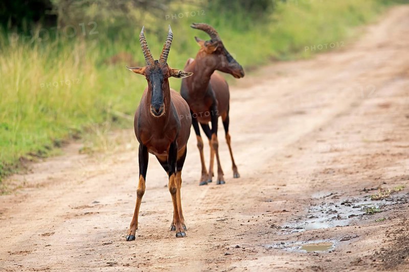 Serengeti Topis (Damaliscus korrigum jimela) on a sandy track, antelopes, Akagera National Park or Kagera National Park, Eastern Province, Rwanda