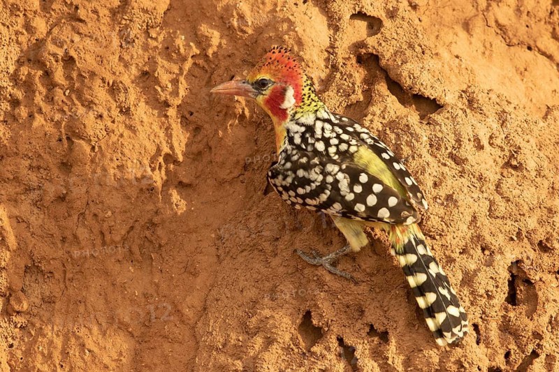 Red-and-yellow Barbet (Trachyphonus erythrocephalus), Samburu, Kenya