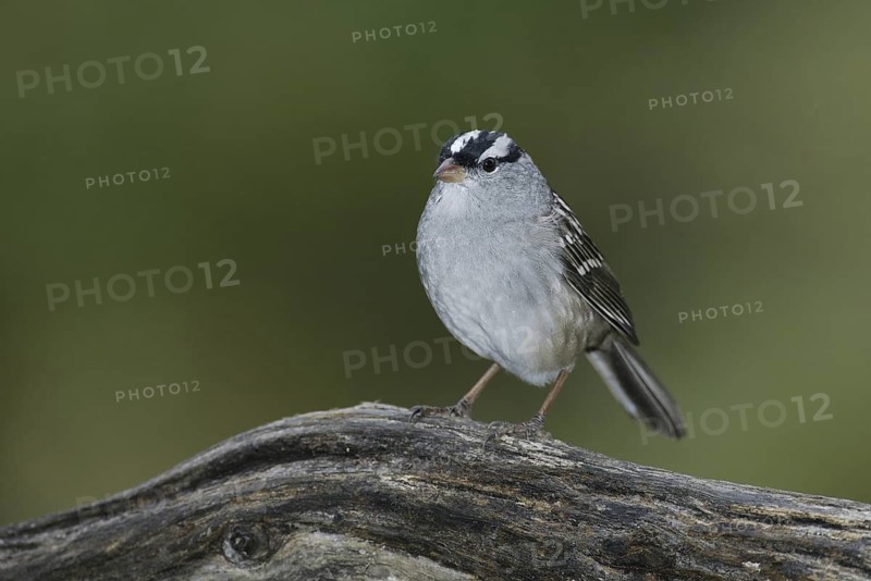 White-crowned Sparrow (Zonotrichia leucophrys), Texas, USA