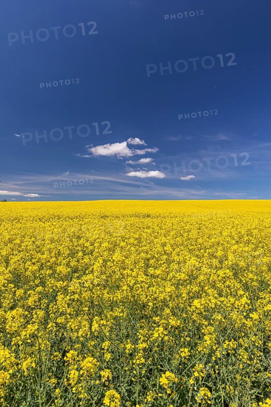 Flowering field of Rapeseed (Brassica napus) on a sunny day with blue sky and some white clouds