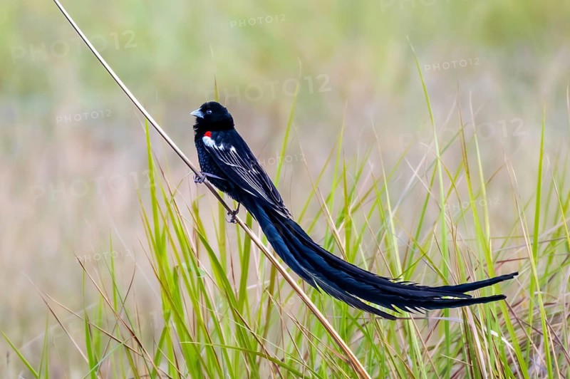 Long-tailed Widowbird (Euplectes progne) in breeding plumage, South Africa