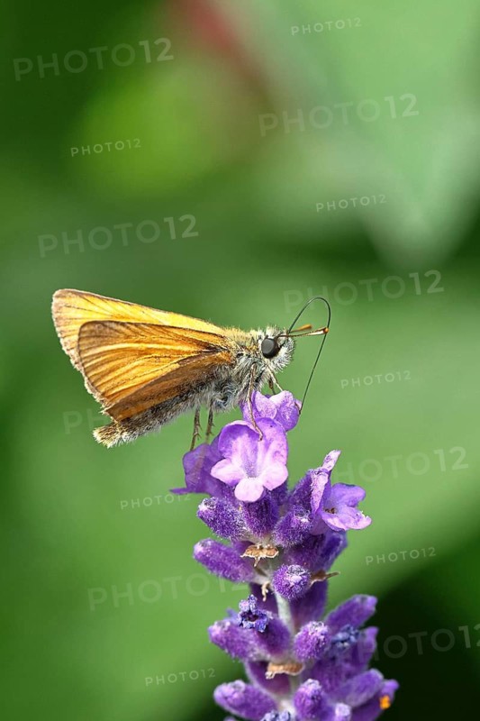 Large skipper (Ochlodes venatus), collecting nectar from a flower of Common lavender (Lavandula angustifolia), close-up, macro photograph, Wilnsdorf, North Rhine-Westphalia, Germany
