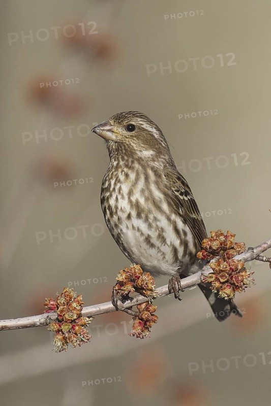 Purple Finch (Haemorhous purpureus) female, Ohio, USA