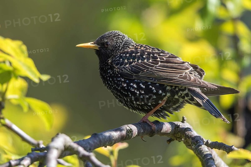 Common Starling (Sturnus vulgaris), Mecklenburg-Western Pomerania, Germany