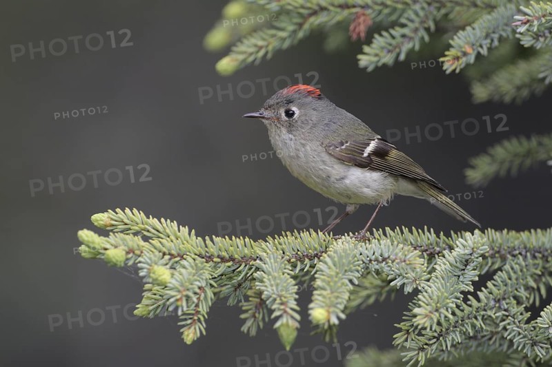 Ruby-crowned Kinglet (Regulus calendula), Alaska, USA