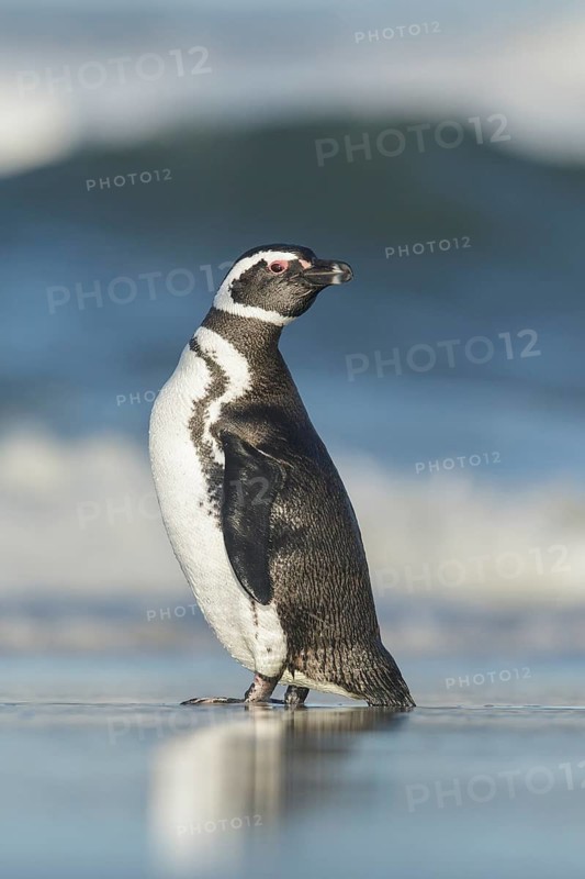 Magellanic Penguin (Spheniscus magellanicus) on a beach in the Falkland Islands