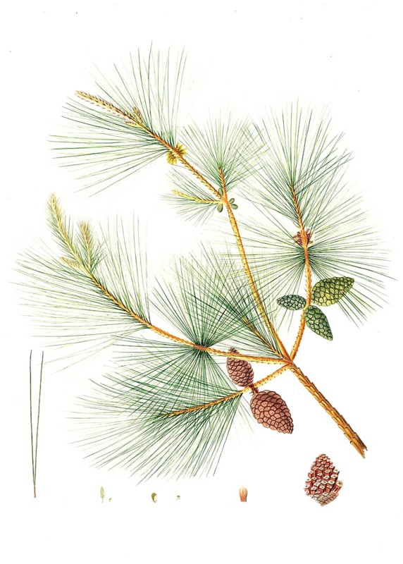 Pinus tabuliformis, Pinus sinensis, Chinese pine, tree, digitally enhanced reproduction of an original by Aylmer Bourke Lambert (1761 - 1842), English botanist, published around 1810